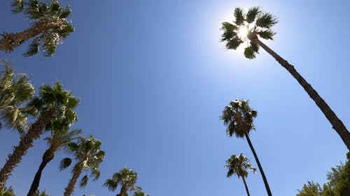 Low Angle Video Clip of Sun behind Palm Tree