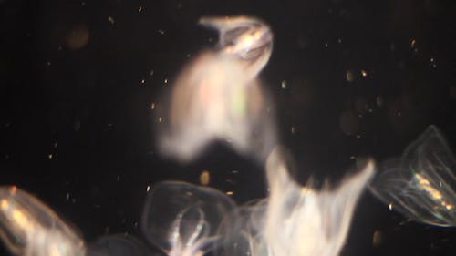 Close-Up View of Group of Jellyfish