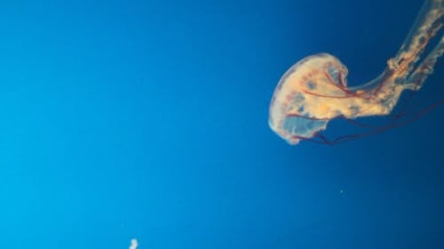 Jellyfish Swimming Underwater