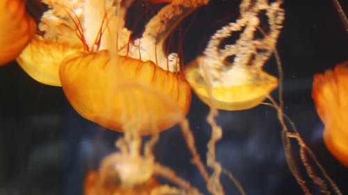 Jellyfish Glowing Underwater