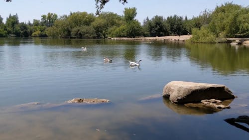 Waterfowls Swimming on a Lake