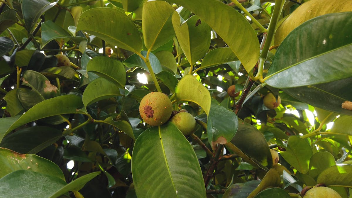 Mangosteen Videos, Download The BEST Free 4k Stock Video Footage