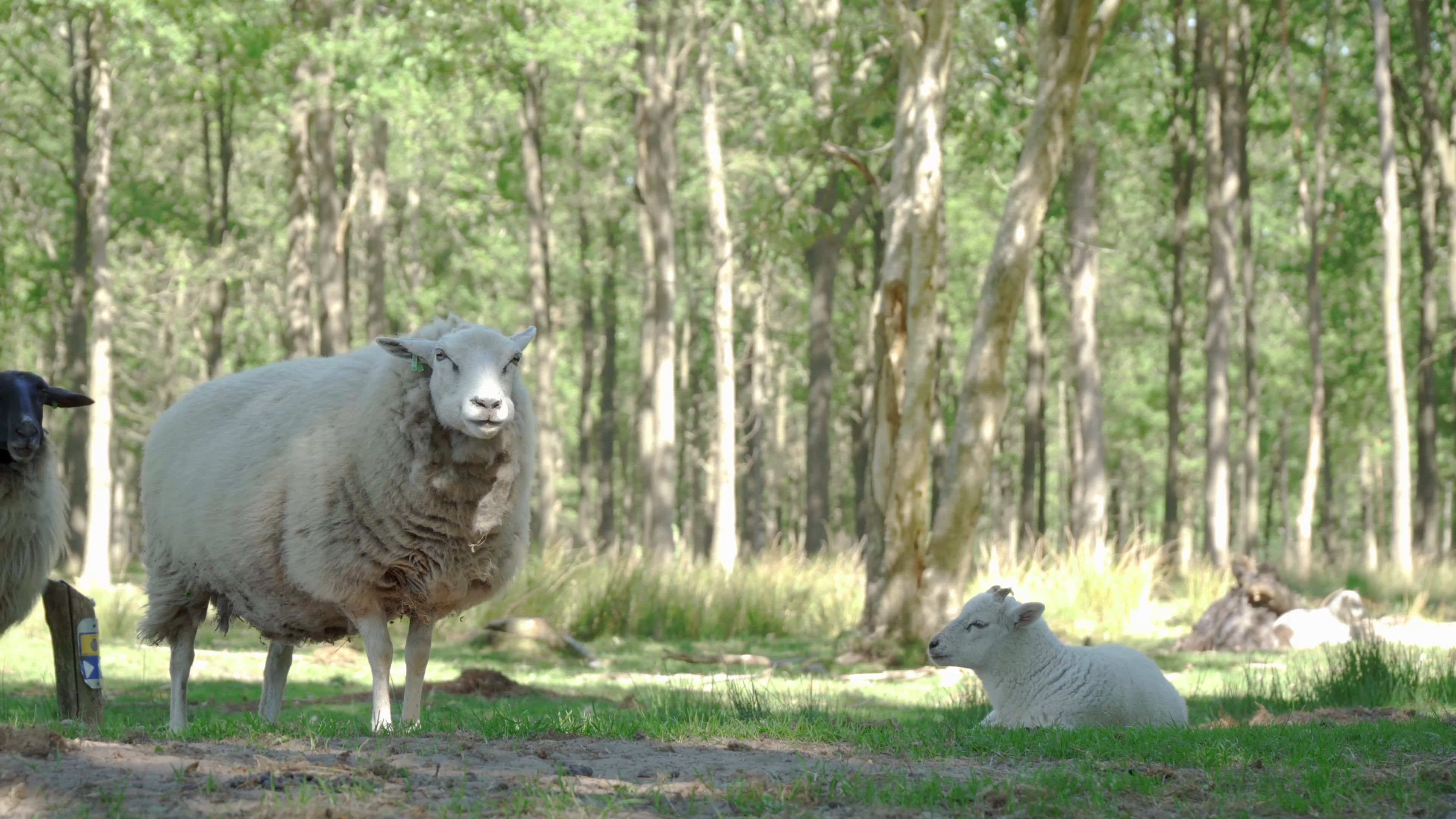 A Flock of Sheep Grazing and Resting Free Stock Video Footage, Royalty ...