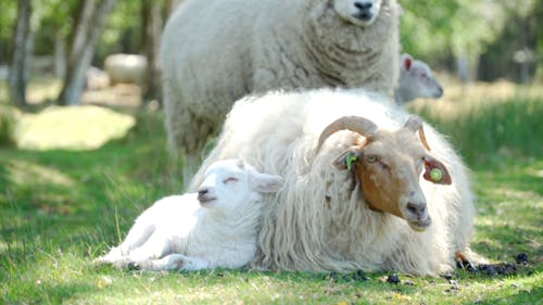 A Flock of Sheep Grazing and Resting