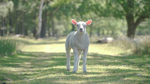 A Cute Lamb Grazing
