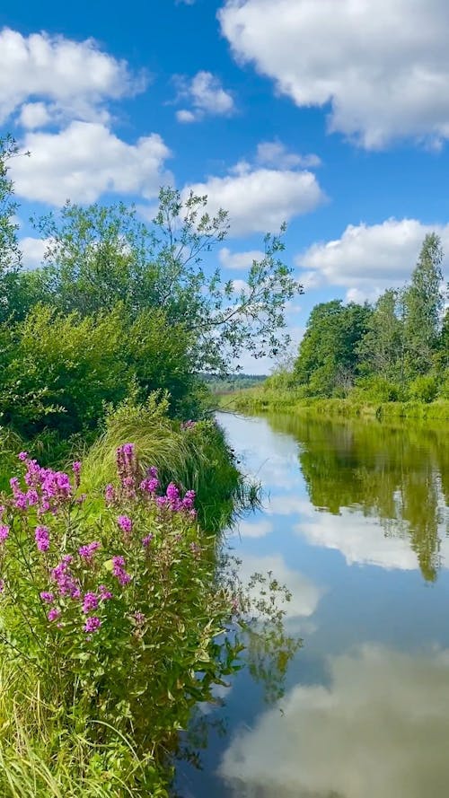 Calm River Under Blue Sky and White Clouds