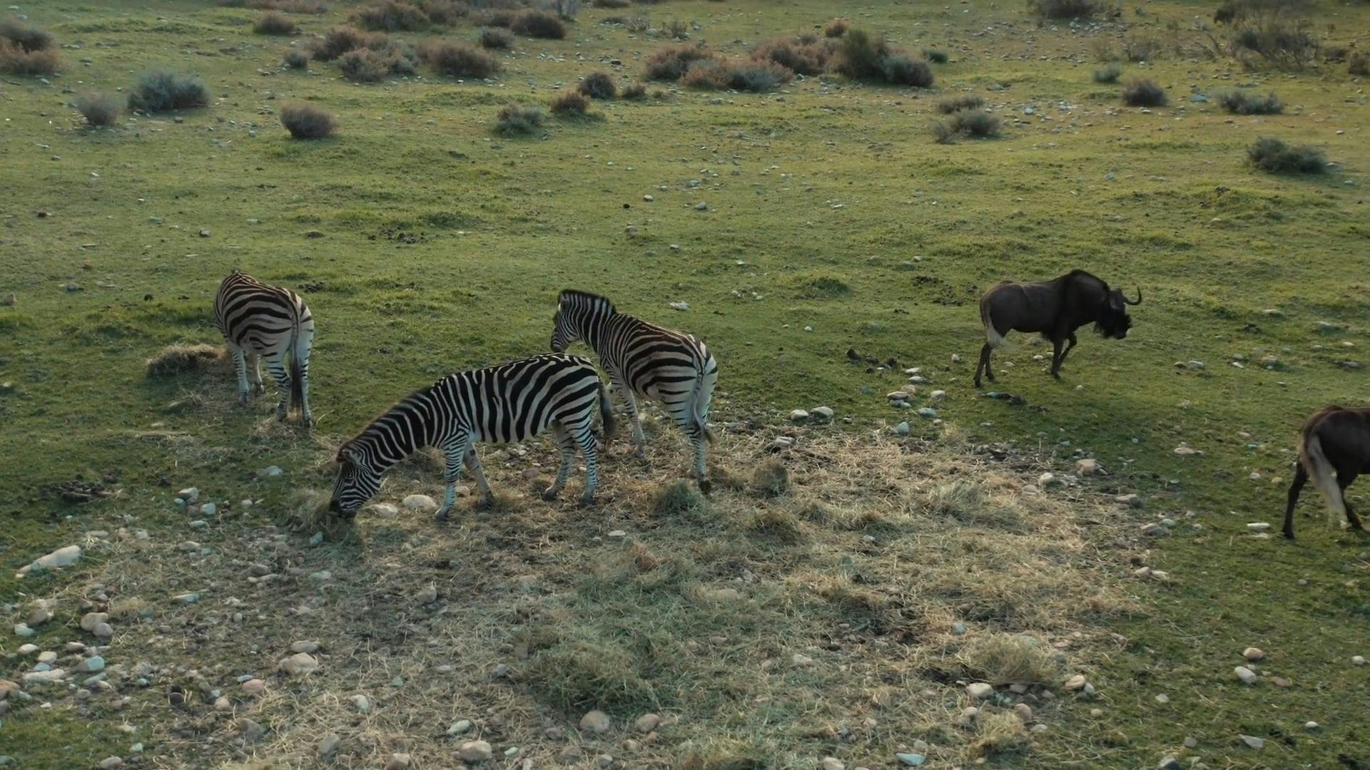 An Aerial Footage of Wild Animals Free Stock Video Footage, Royalty