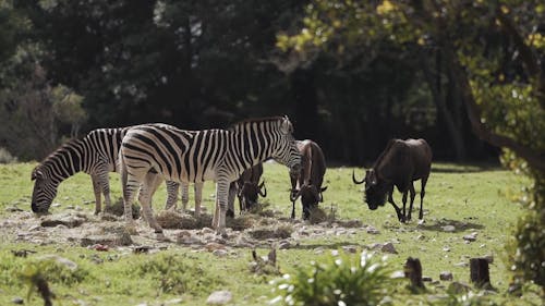 Zebras and Wildebeests Grazing in the Meadows
