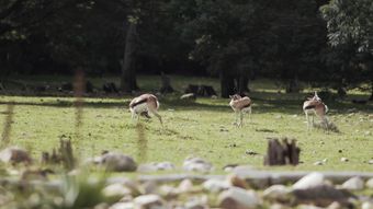 野生动物视频素材视频素材视频素材