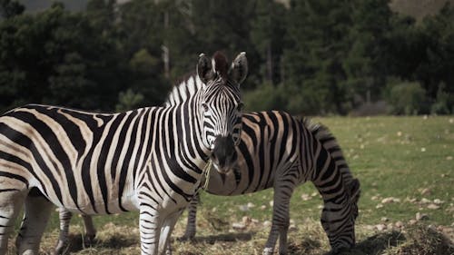 Zebras Grazing in the Meadows