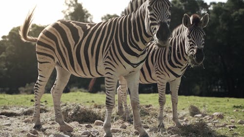 Close-Up View of Two Zebras Eating Grass