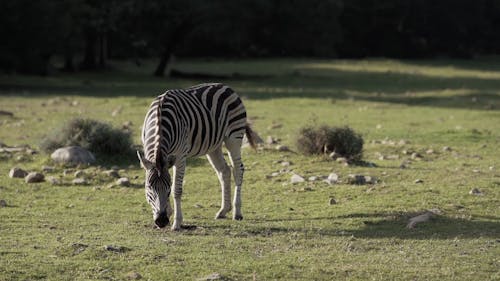 Zebra Videos, Download The BEST Free 4k Stock Video Footage & Zebra HD Video Clips Zebra Videos, Download The BEST Free 4k Stock Video Footage & Zebra HD Video Clips