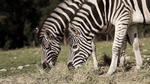 Zebras Grazing in the Meadows
