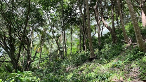 Low-Angle Shot of Trees in a Forest