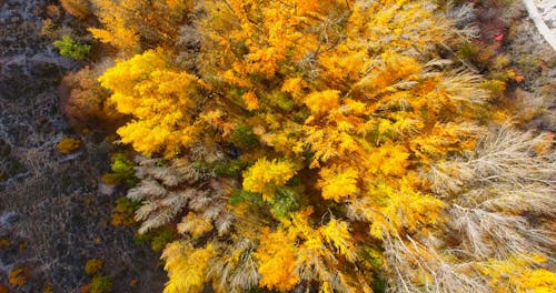 Drone Footage of Trees in a Forest