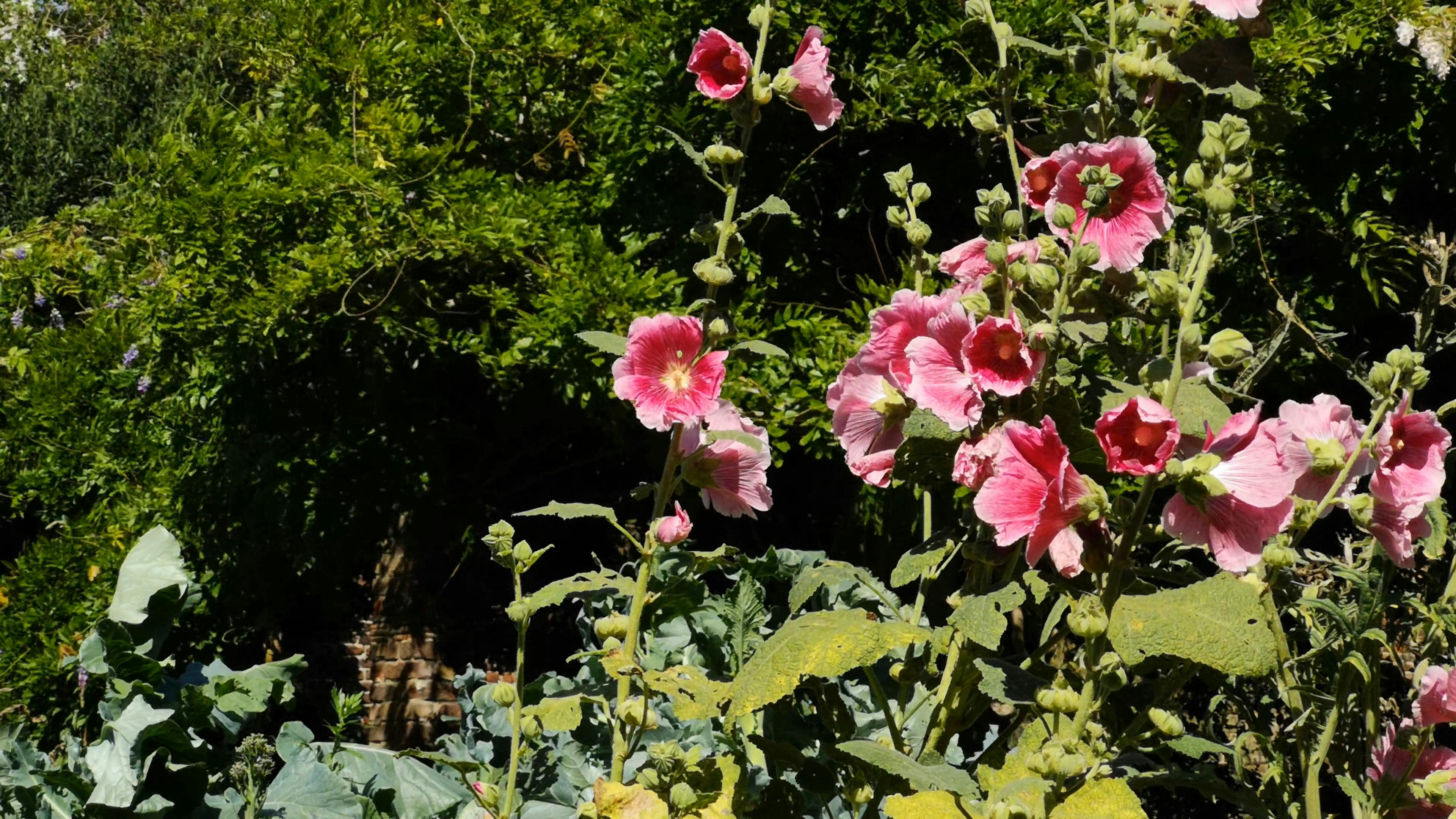 Flower Bearing Plants Blooming In A ark Free Stock Video Footage