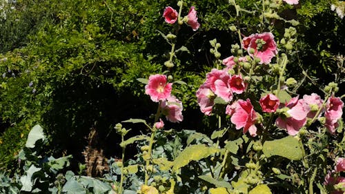 Flower Bearing Plants Blooming In A ark