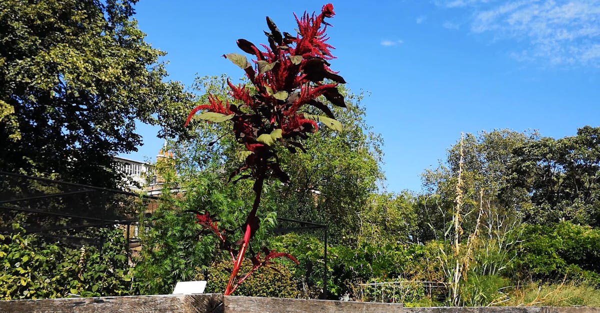 A Red Color Plant Growing In A Park Free Stock Video Footage, Royalty ...