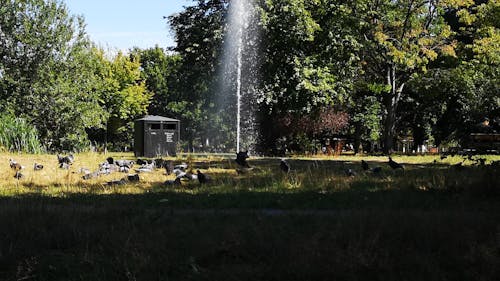 View of a Fountain in a Park