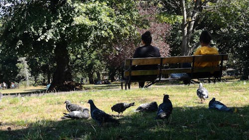 People Sitting on a Bench at a City Park