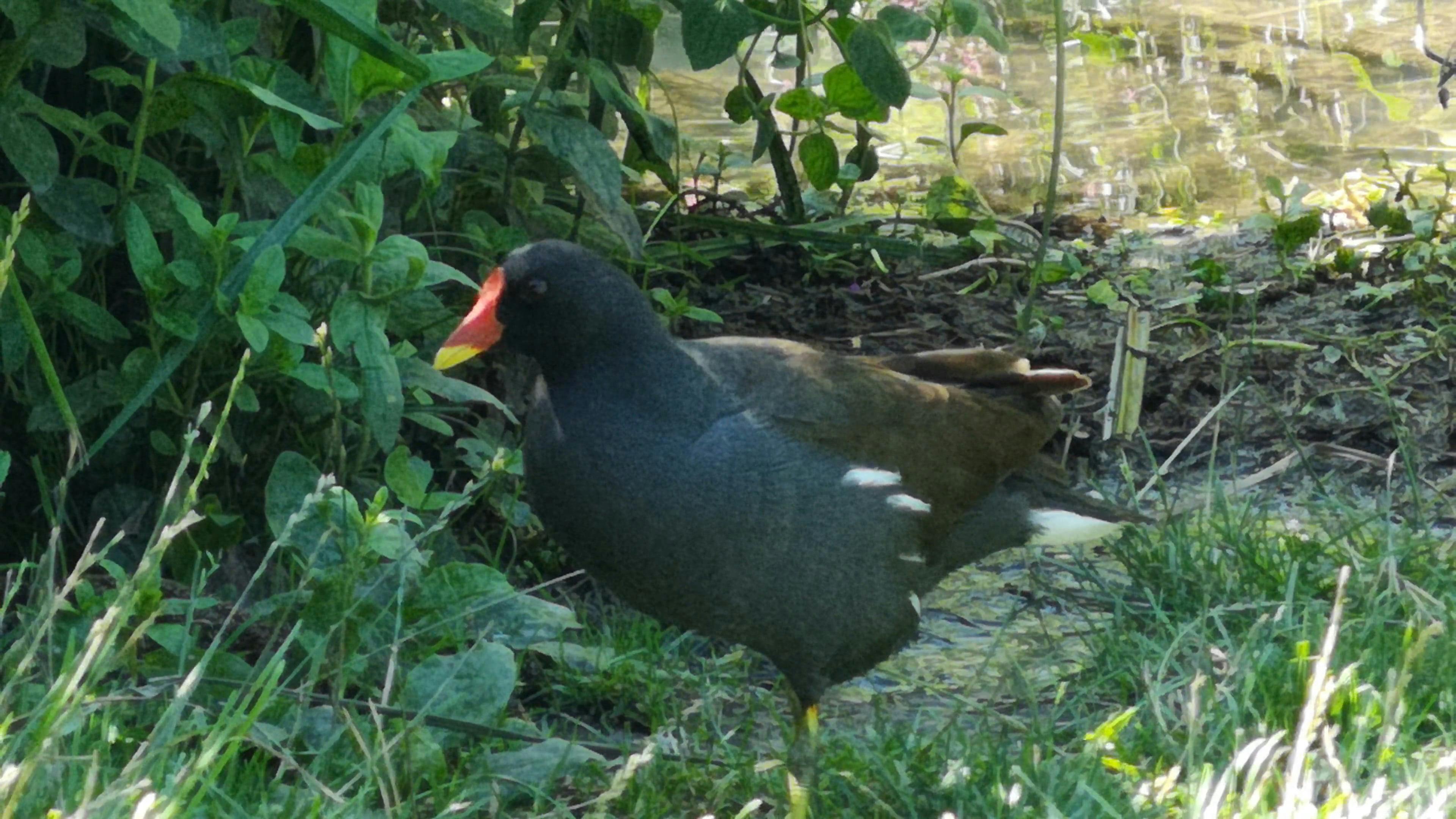 Video by George Morina