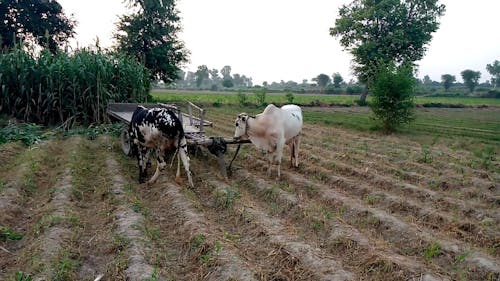 Cows On The Farm Field