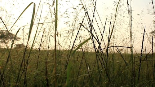 Pedestal Video Clip of a Grass Field