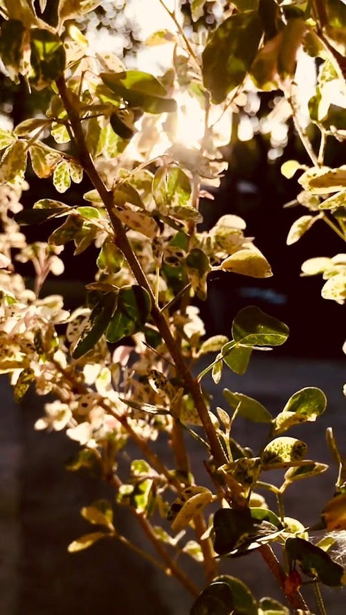 Close-Up View of Leaves Against the Light