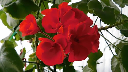 Red Flowers Blooming Beautifully