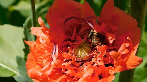 Close-Up View of a Bee Pollinating the Flower
