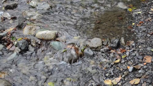 A Shallow River Flowing Through Bed Of Rocks