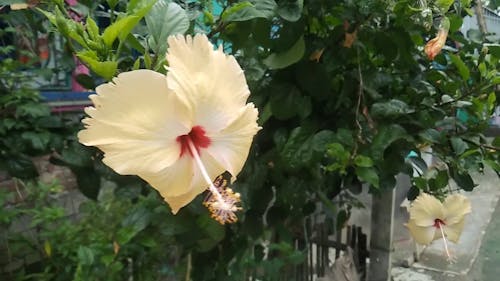 A Hibiscus Flower Bearing Plant In The Front Yard