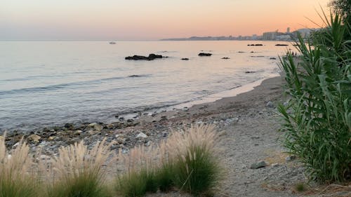 Wild Grass And Plants Vegetation On The Seashore