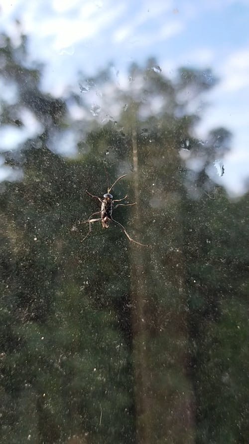 Bug Crawling over a Glass Window