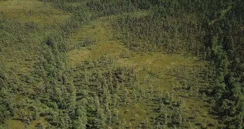 Aerial View Of A Forest In Lush Green