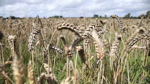 Close Up Video of Crop Fields