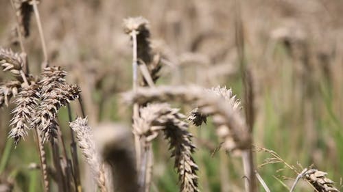 Close Up Video Clip of Rice Crop