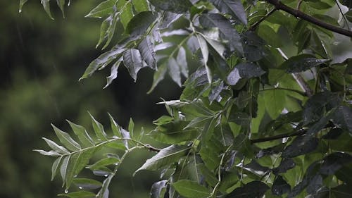 Trees Getting Watered By The Rainwatered