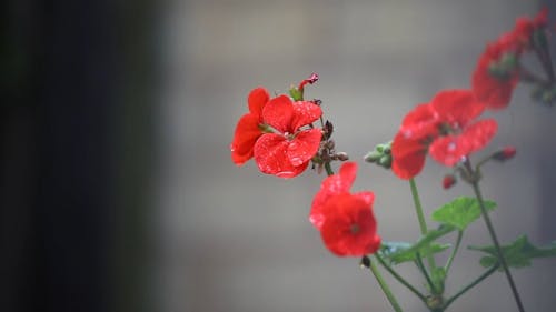 Blooming Red Flowers Outdoors