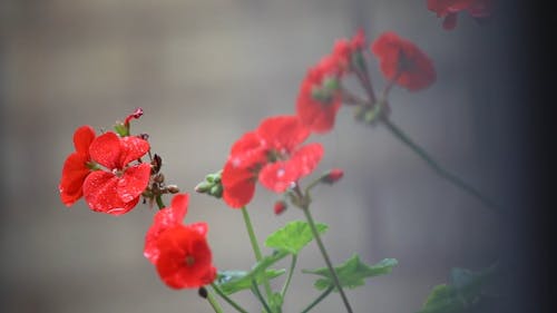 Raindrops on Beautiful Red Flowers