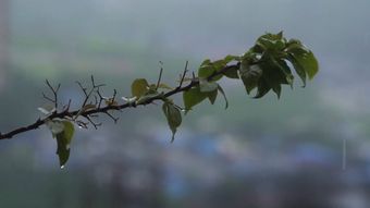 雨景高清视频视频素材