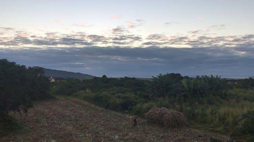 Farmers Harvesting The Sugarcanes