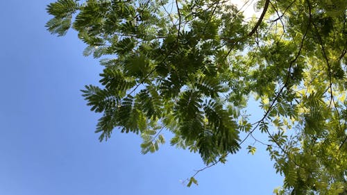 Low Angle Shot of Green Leafed Tree Under Sunny Sky