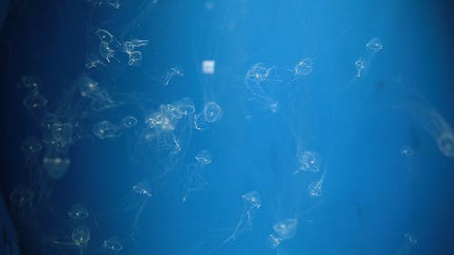 Translucent Jellyfish Inside the Aquarium