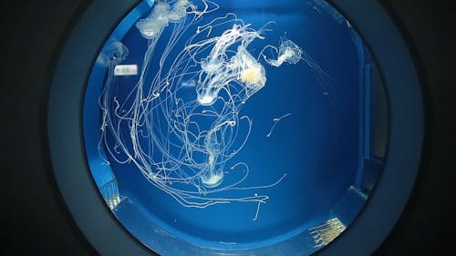 Jellyfish Swimming Inside the Aquarium