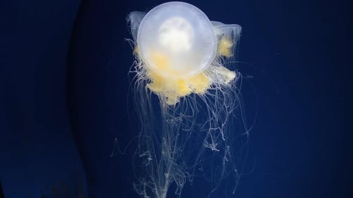 Close-Up View of Translucent Jellyfish Inside the Aquarium