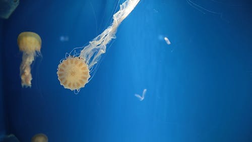 Jellyfish Swimming Inside the Aquarium