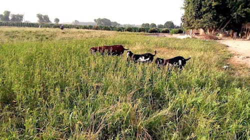 Domestic Goats Grazing in Grass Field