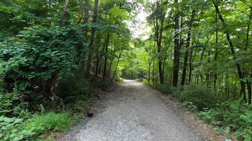 Unpaved Pathway Between Trees