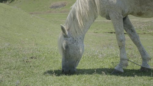 White Horse Grazing on Grass Field